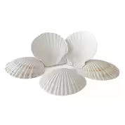 Assorted Large White Scallop Shells 15 Pack