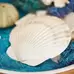 Assorted Large White Scallop Shells 15 Pack