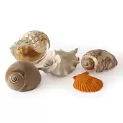 Assorted Large Exotic Shells 10 Pack