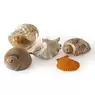 Assorted Large Exotic Shells 10 Pack