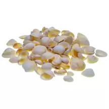 Sea Shells 200g