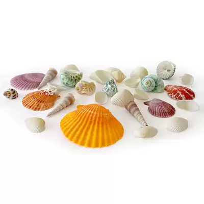 Assorted Sea Shells 1.3kg