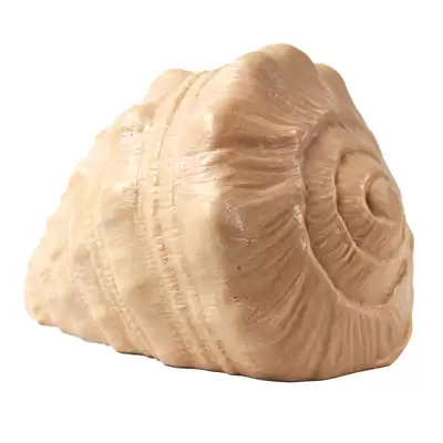 Play Conch Shell