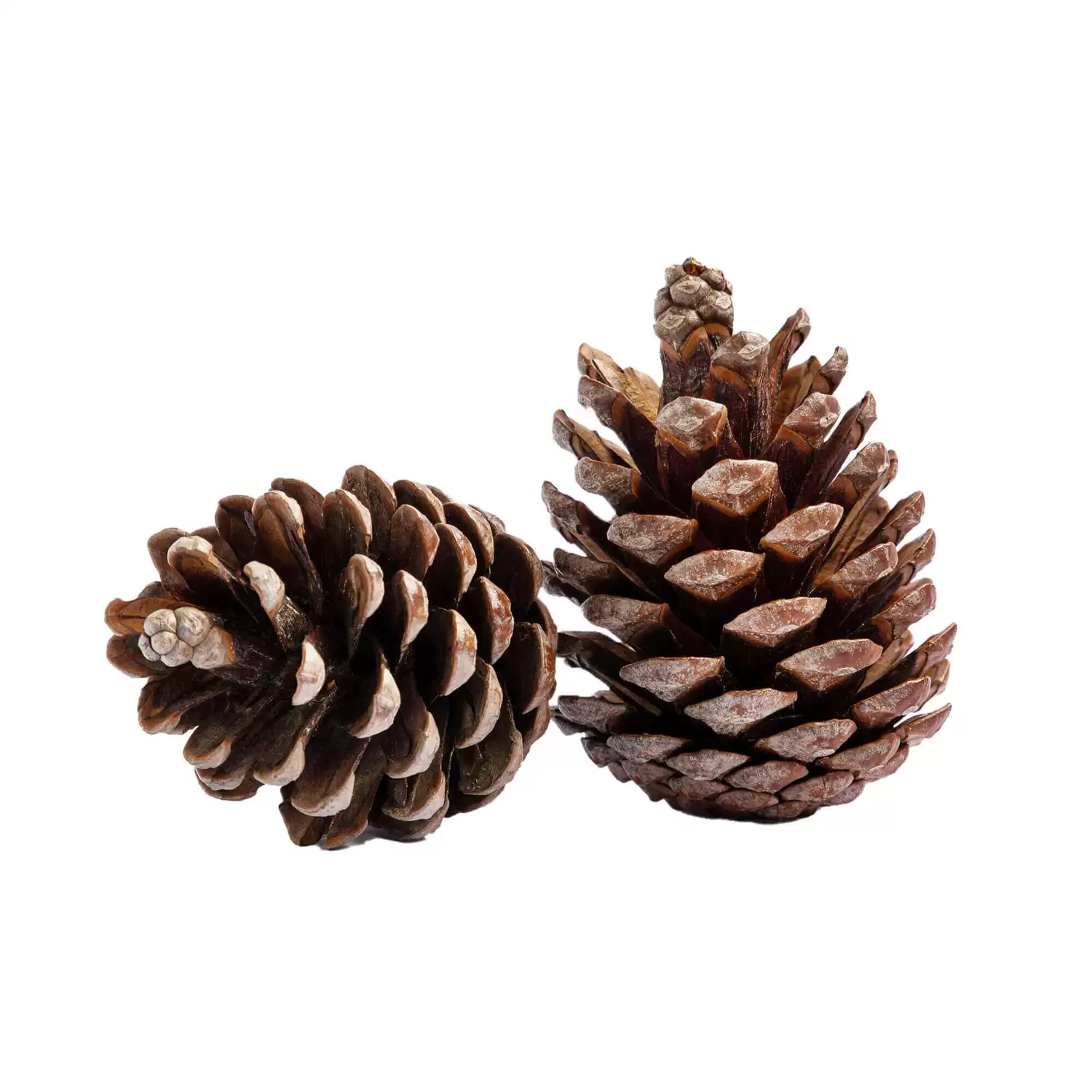 Giant Pine Cones 5 Pack - Gompels - Care & Nursery Supply Specialists